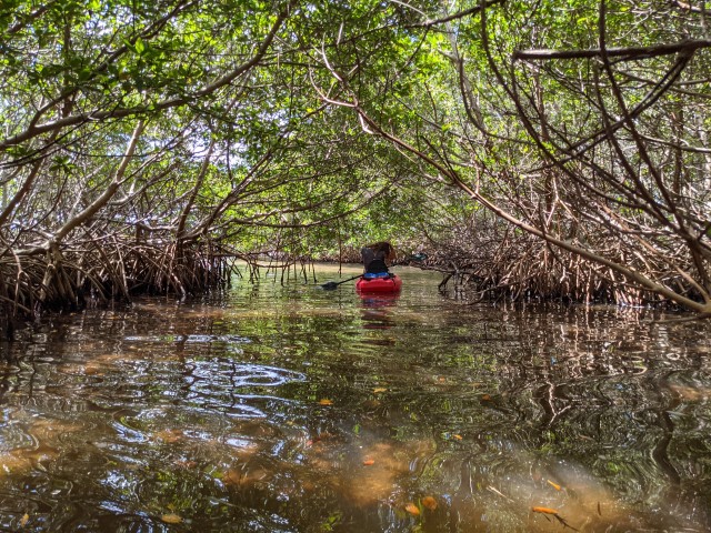 Visit Tarpon Springs Guided Anclote River Kayaking Tour in Palm Harbor