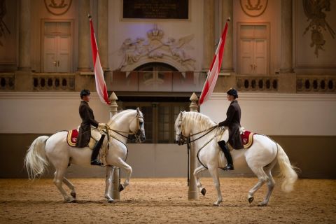 Vienne: performance classique des lipizzans de l'école d'équitation espagnole