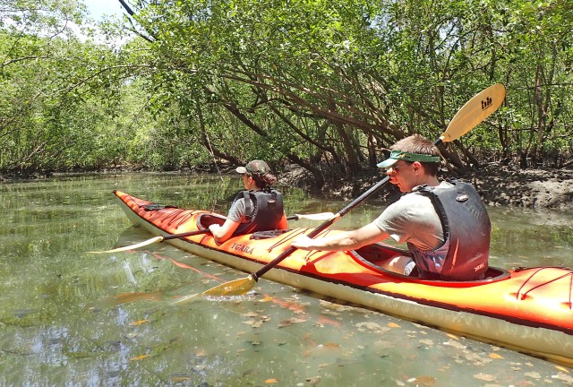 Visit Paraty Bay Half-Day Mangroves and Beaches Tour by Kayak in Paraty
