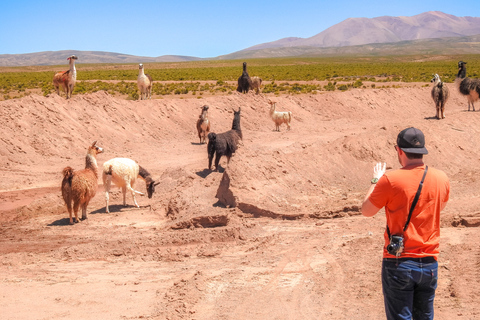 La Paz: visite en bus de 5 jours des salines d'Uyuni et de l'île Incahuasi