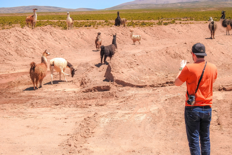 La Paz: Uyuni Salt Flats e Isla Incahuasi Excursão de ônibus de 5 dias