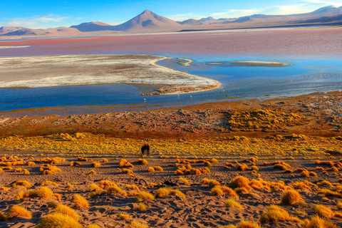 La Paz: Uyuni Salt Flats & Isla Incahuasi 5-tägige Bustour