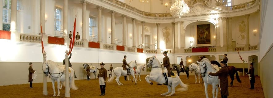 Vienna: Spanish Riding School Training with Young Stallions