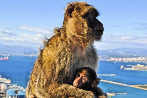 Da Malaga: gita di un giorno ai momenti salienti di Gibilterra