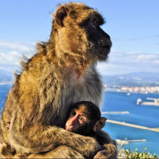 From Malaga: Private Gibraltar Highlights Day Trip
