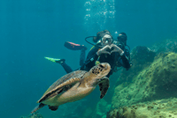 Paraty, Discovery Scuba Diving Erfahrung für Anfänger - Hizvo