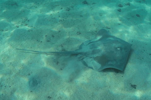 Paraty: Experiencia de buceo de descubrimiento para principiantes