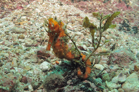 Paraty: Odkryj nurkowanie dla początkującychParaty: Discovery Scuba Diving Experience dla początkujących