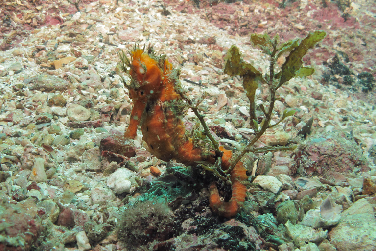 Paraty: Odkryj nurkowanie dla początkującychParaty: Discovery Scuba Diving Experience dla początkujących