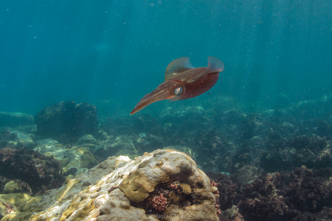 Paraty: Experiencia de buceo de descubrimiento para principiantes