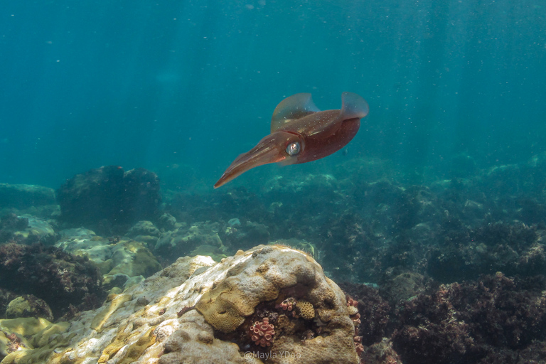 Paraty: Experiencia de buceo de descubrimiento para principiantes