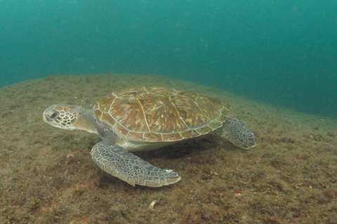 Paraty: Discovery Scuba Diving Experience for Beginners