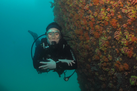 Paraty: Esperienza di immersione subacquea alla scoperta dei principiantiParaty: Discovery Scuba Diving Experience per principianti