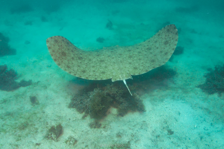 Paraty: Experiencia de buceo de descubrimiento para principiantes