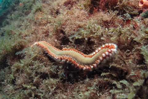 Paraty: Entdeckungs-Taucherlebnis für Anfänger