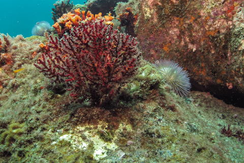 Paraty: Esperienza di immersione subacquea alla scoperta dei principiantiParaty: Discovery Scuba Diving Experience per principianti