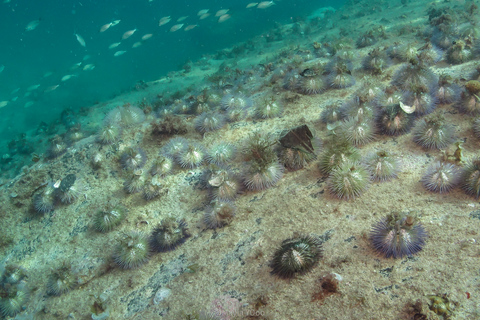 Paraty: Experiencia de buceo de descubrimiento para principiantes