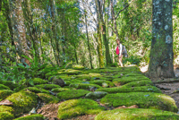 Paraty, Gold Trail Regenwald Wandertour - Hizvo