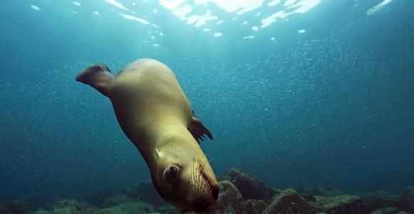 Cabo San Lucas: Scuba Diving in Cabo San Lucas Marine Park