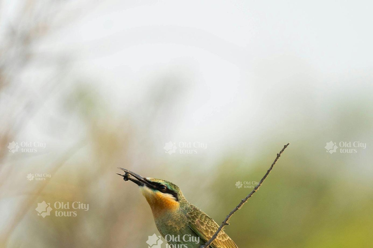 Shirvan Eco-Tour: Gazelles, Birdwatching & Village Lunch Private tour
