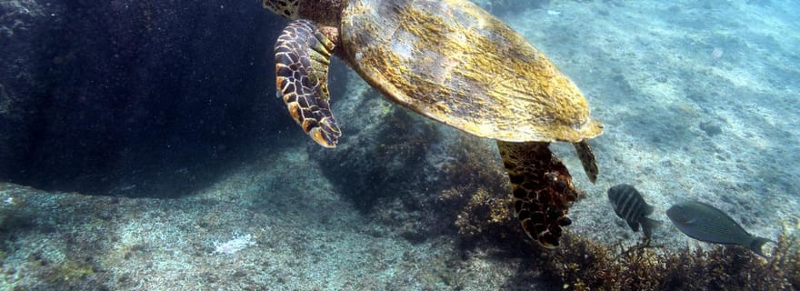 Praslin - Curieuse St Pierre Anse Georgette Excursion privée