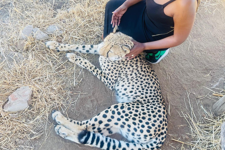 Walk with Cheetahs in Victoria Falls