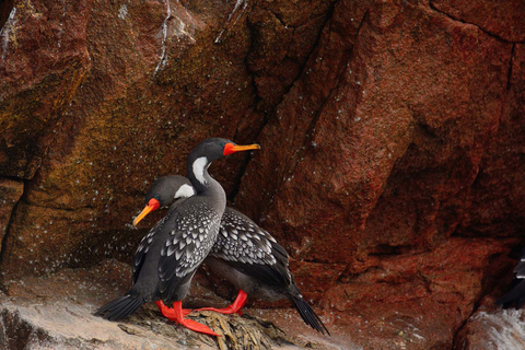 From Huacachina: Ballestas Island and Paracas Reserve Tour