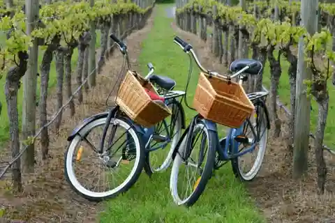 Mattituck: Long Island Private Guided Bike Tour & Tastings