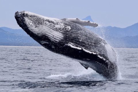 Gold Coast : Croisière d'observation des baleines