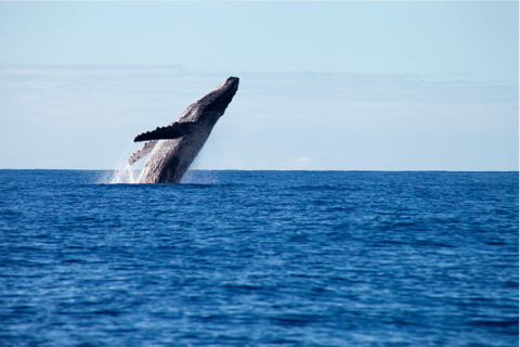 Plage principale : Croisière d&#039;observation des baleines sur la Gold Coast