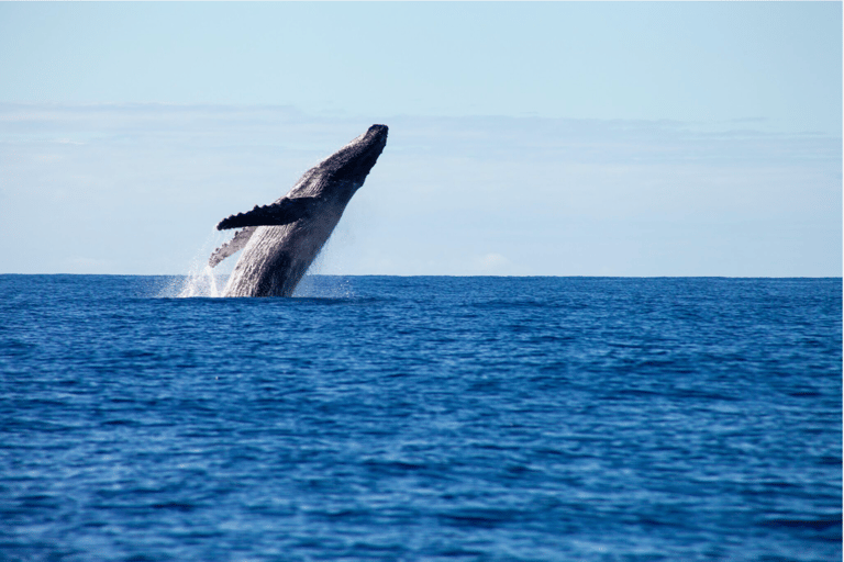 Hoofdstrand: cruise om walvissen te spotten aan de Gold Coast