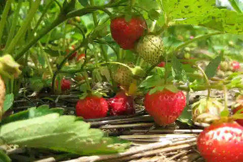 From Mattituck: North Fork Area Bike Tour with Food Tasting