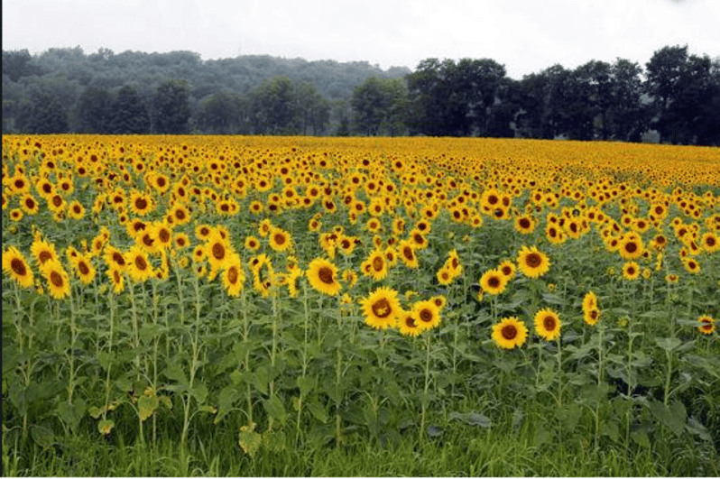 Mattituck SelfGuided Bike Tour thru Wine Country GetYourGuide