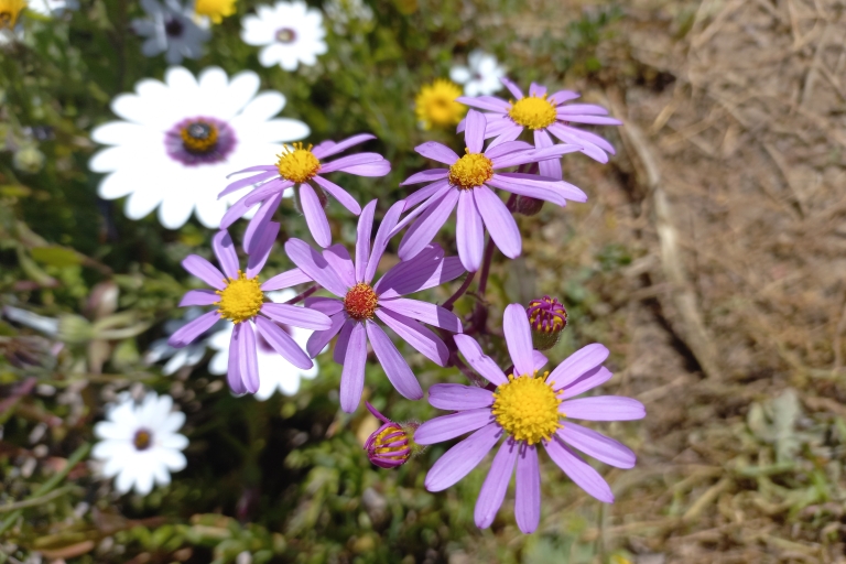 Desde Stellenbosch: tour privado guiado por la costa oeste de WildflowerTour privado de flores silvestres por la costa oeste