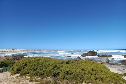 Od Stellenbosch: Prywatna wycieczka z przewodnikiem po zachodnim wybrzeżu WildflowerPrywatna wycieczka Wildflower West Coast