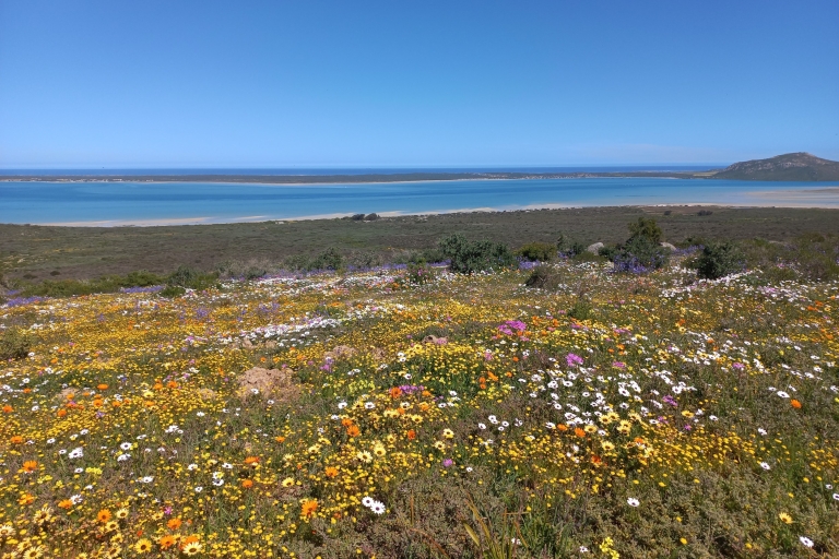 De Stellenbosch: visite privée guidée de Wildflower West CoastVisite privée de la côte ouest des fleurs sauvages