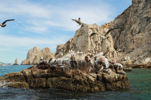 Da Cabo San Lucas: Lovers Beach e gita in barca a El Arco