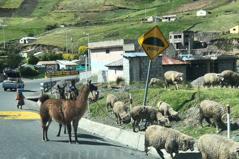 Giornata Quilotoa e Cotopaxi