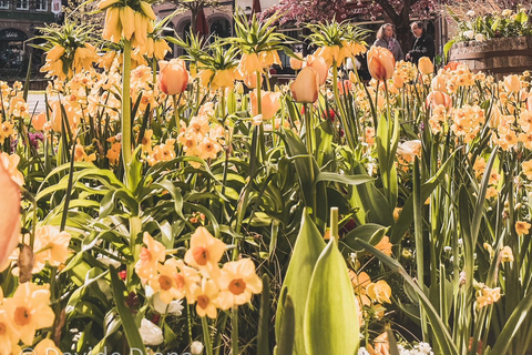 ستراسبورغ: جولة تذوق الطعام والمشي في المدينة القديمةجولة تذوق الطعام في ستراسبورغ