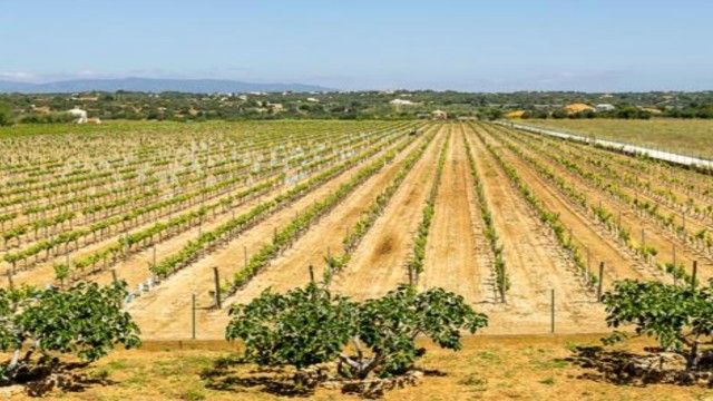 Visit Algarve's Classic Wine Tasting in Portimão