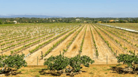 Casting de vinos clásico de Algarve - Housity