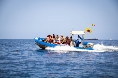 Puerto Colon: Delfin- und Walbeobachtungsboot zur Masca-Bucht