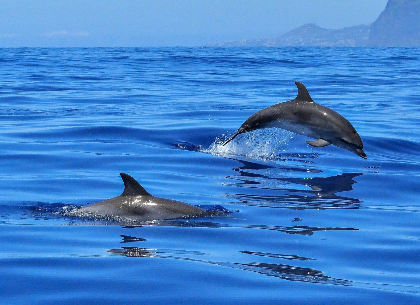 Puerto Colon: Speedbådscruise med delfin- og hvalsafari