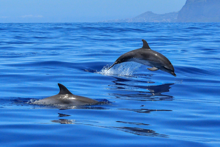 Puerto Colón: barco de avistamiento de delfines y ballenas a la bahía de Masca