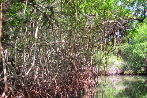 Carthagène : Excursion privée d'une journée sur l'île de Rosario et les mangroves