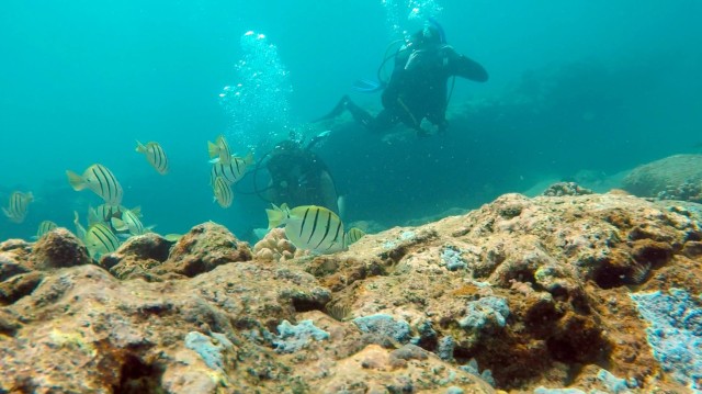 Visit Panama City Beach Beginner Scuba Diving Experience in Cancun