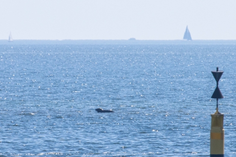Baabe on Rügen: Seal-Spotting Cruise in the Baltic