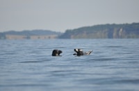Baabe op Rügen, cruise met zeehondenspotten in de Baltische - Housity