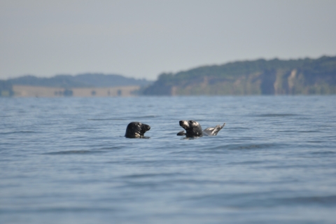 Baabe on Rügen: Seal-Spotting Cruise in the Baltic