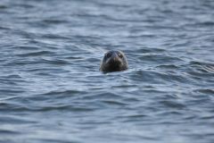 Baabe auf Rügen: Robbenbeobachtungs-Fahrt in der Ostsee